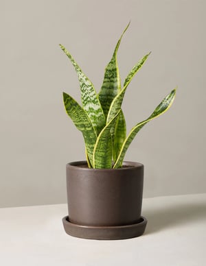 the-sill_snake-plant-laurentii_small_hyde_olive.jpg