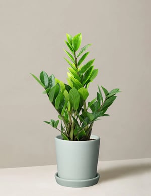 the-sill_zz-plant_bryant_mint_variant.jpg